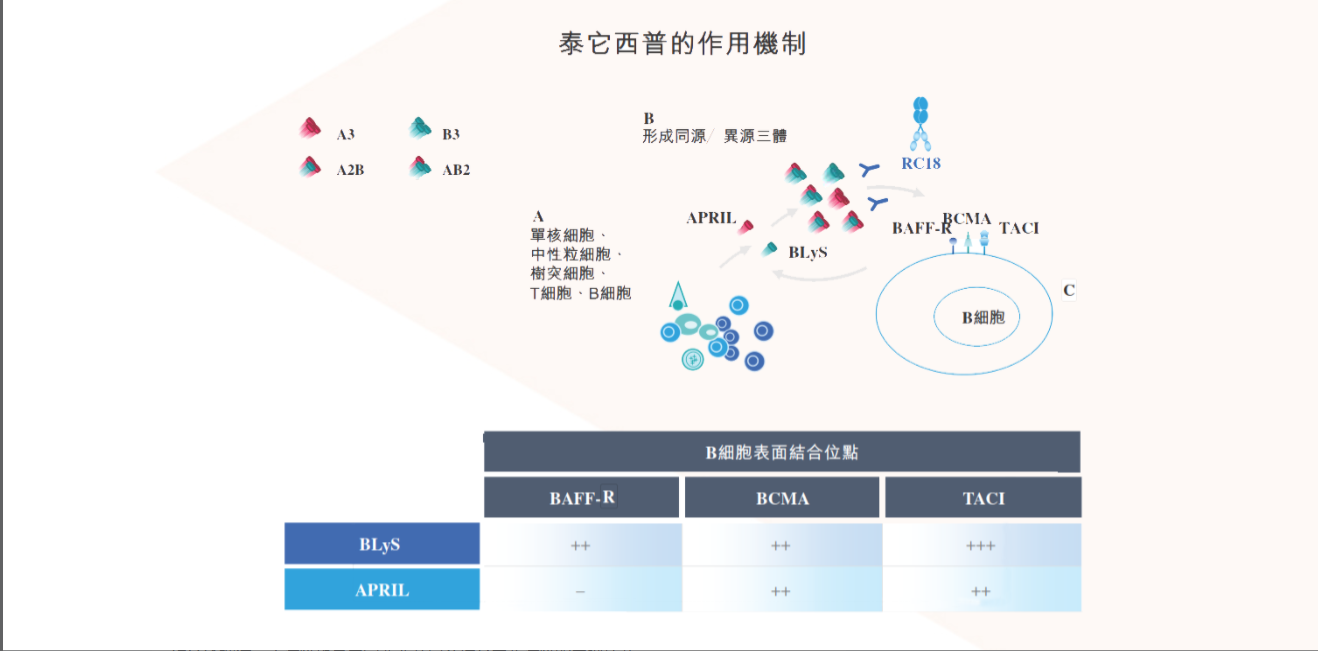 B细胞激活因子受体BAFFR B细胞激活因子受体BAFFR